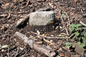 Foresta demaniale Marganai, area dei primi interventi di taglio, erosione (loc. Caraviu e su Isteri, Comune di Domusnovas) 