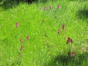 Prato e Orchidee (archivio Benthos)