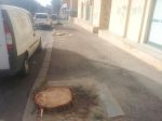 Carbonia, Via Trieste, alberi&nbsp;tagliati