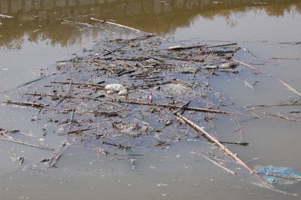parco naturale regionale "Molentargius-Saline", Rollone, canale, rifiuti (12 aprile 2015)