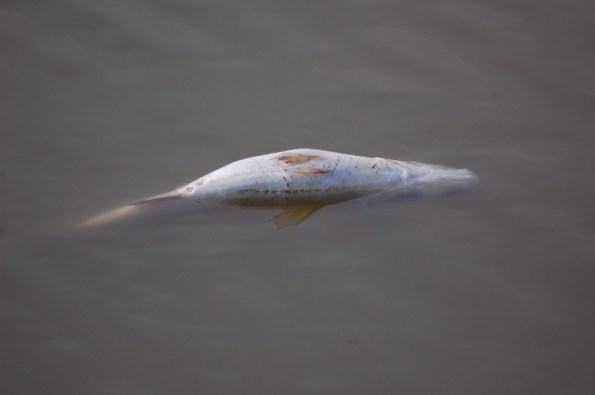 parco naturale regionale "Molentargius-Saline", Rollone, canale, pesce morto (12 aprile 2015)