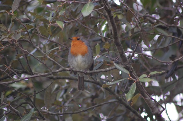 Pettirosso (Erithacus rubecula)