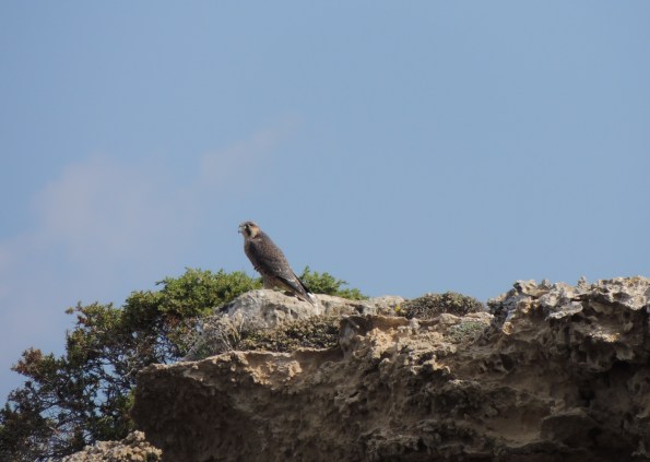 Falco pellegrino (Falco peregrinus, foto Benthos)