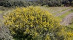Ginestra (Genistae)