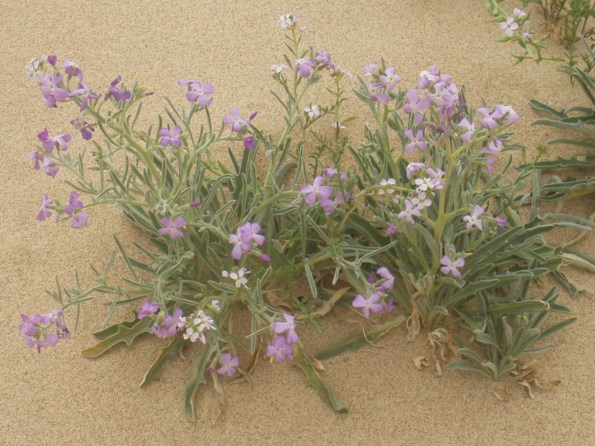 Matthiola sinuata
