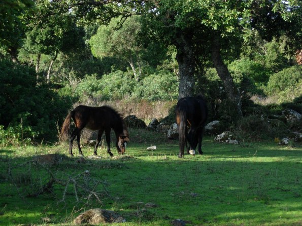 Cavallini della Giara