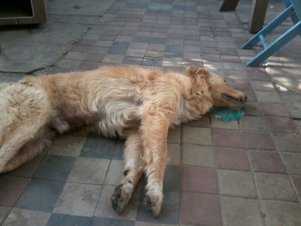 Calasetta, Cussorgia, Cane avvelenato (maggio 2015)