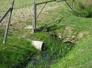 Campagna padovana, ben 14 piccoli di Germano reale (Anas platyrhynchos) seguono la madre lungo un fosso (maggio 2015)