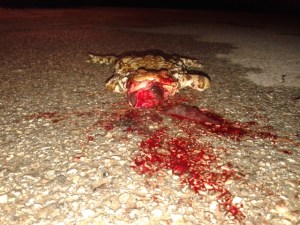 Colli Euganei, Anfibi deceduti a causa del traffico stradale