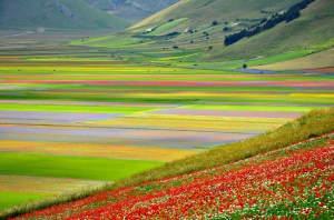 Piani di Castelluccio, fioritura (da Flickr)