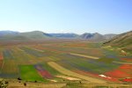 Piani di Castelluccio,&nbsp;fioritura