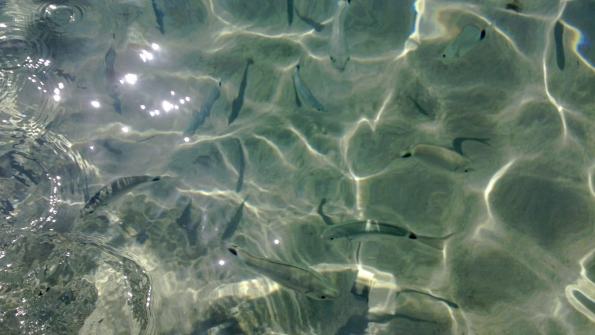 Saraghi (Diplodus Rafinesque)