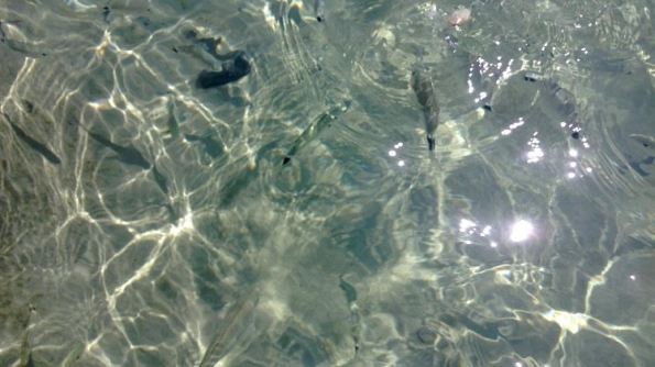 Saraghi (Diplodus Rafinesque)