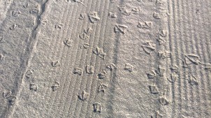 Cagliari, Poetto, "traffico pedonale" di uccelli marini