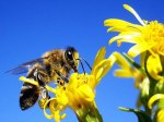Ape (Apis mellifera L.)