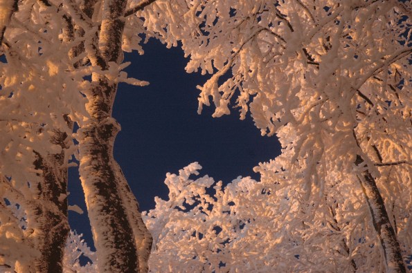 cristalli di neve e alberi