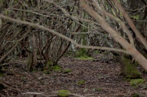 bosco in passato governato a ceduo