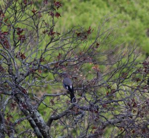 Ghiandaia (Garrulus glandarius)