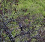 Ghiandaia (Garrulus glandarius)