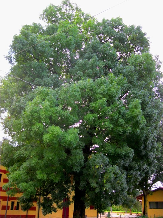 Veggiano, albero monumentale "ignoto" all'Amministrazione comunale