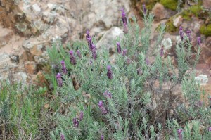 Lavanda