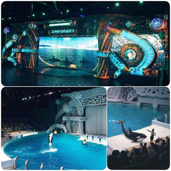 Mosca, Moscow Ocean Park, spettacoli con esemplari di Orca (Orcinus orca)