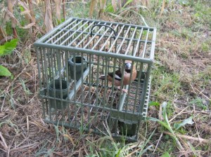 Frosone impiegato illegalmente come “richiamo vivo” dai bracconieri G.G. e R.D. (Bastia di Rovolon, 17 ottobre 2015)