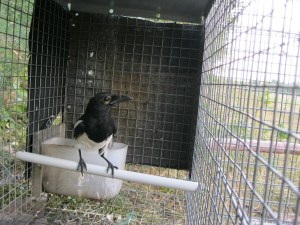 Gazza (Pica pica) in una gabbia da richiamo (ott. 2015)