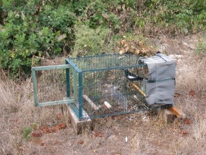 Gazza (Pica pica) in una gabbia da richiamo (ott. 2015)