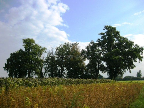 Cervarese S. Croce, Fossona, filare di Querce monumentali 