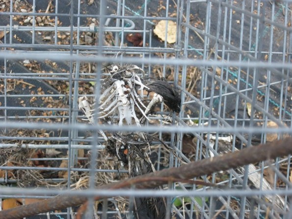 Due Carrare, scheletro di Gazza (Pica pica) in una gabbia da richiamo (ott. 2015)