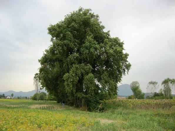 Cervarese di S. Croce, Fossona, filare di Querce monumentali