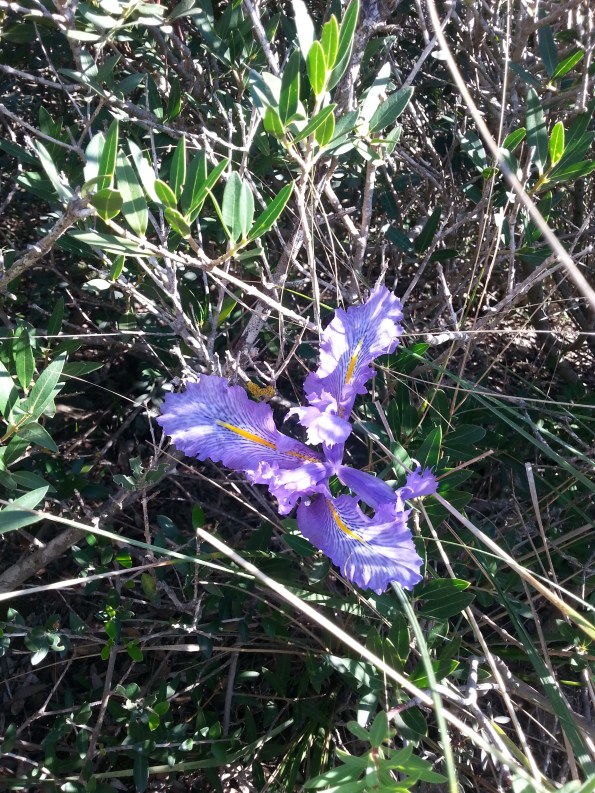 Sella del Diavolo - iris selvatico