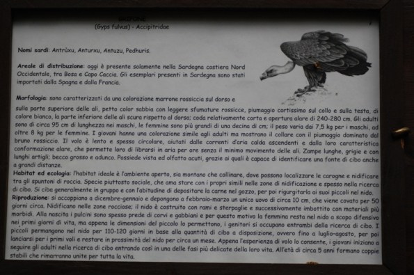 Foresta demaniale "Sette Fratelli", cartello informativo sul Grifone (ottobre 2015)