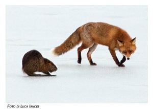 Isola della Cona (foce dell'Isonzo), Volpe e Nutria (foto Luca Iancer)