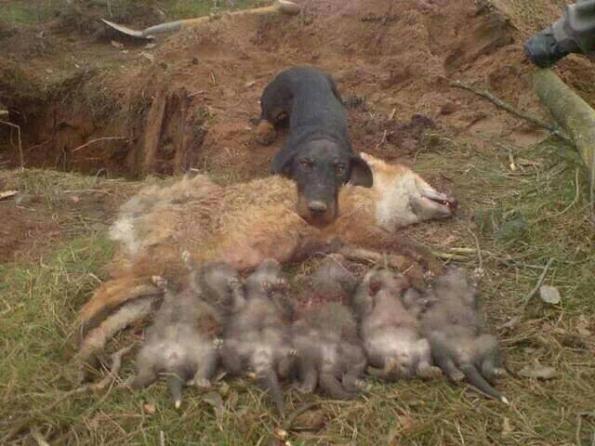 caccia alla Volpe in tana