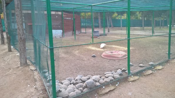 Cagliari, parco comunale di Monte Urpinu, Tartarughe d'acqua in gabbia (3 gennaio 2016)