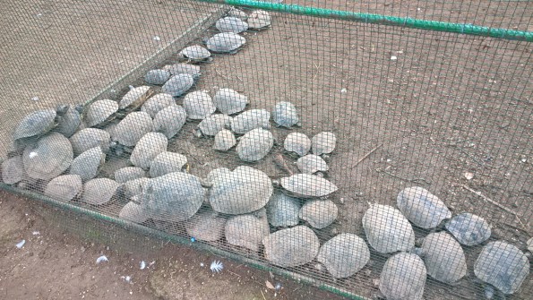 Cagliari, parco comunale di Monte Urpinu, Tartarughe d'acqua in gabbia (3 gennaio 2016)
