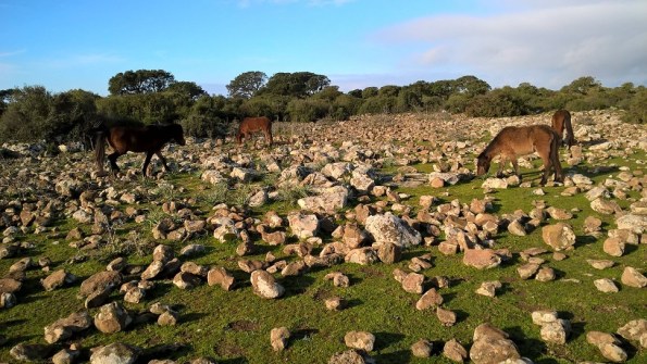 Cavallini della Giara al pascolo presso Pauli Maiori