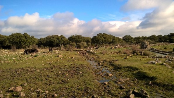Cavallini della Giara presso Mitza Salamessi 