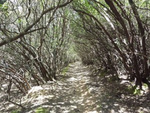 bosco composto da c.d. ceduo semplice