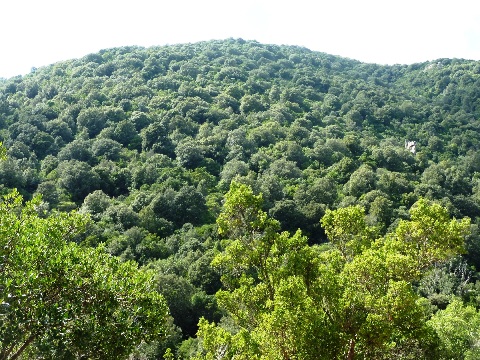 foresta mediterranea del Sulcis