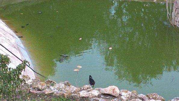 Cagliari, parco comunale di Monte Urpinu, Tartarughe d'acqua nel laghetto di Via Vidal (5 gennaio 2016)