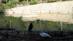 Cagliari, parco comunale Monte Urpinu, Tartarughe d’acqua nel laghetto lato Via Vidal (10 gennaio&nbsp;2016)