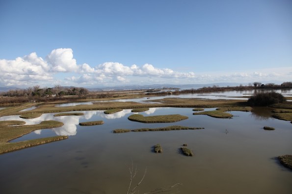 L’idea dell’ornitologo padovano Stefano Bottazzo: ripristinare i terreni acquitrinosi all’interno del Parco Colli Euganei