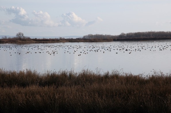 L’idea dell’ornitologo padovano Stefano Bottazzo: ripristinare i terreni acquitrinosi all’interno del Parco Colli Euganei