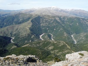 Seui, Foresta demaniale di Montarbu, i boschi relitti sotto Punta La Marmora visti da Punta Margiani Pubusa