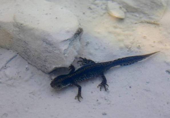 Tritone alpestre apuano (Ichthyosaura alpestris apuana)