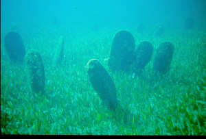 Nacchere (Pinna nobilis L.)