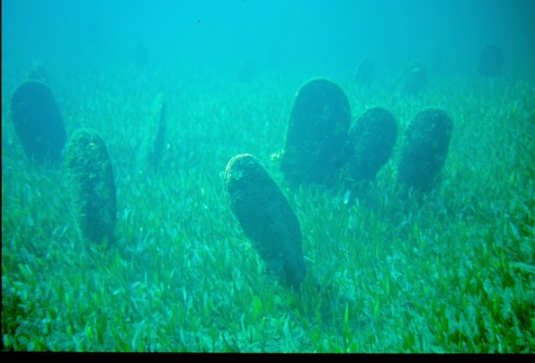 Nacchere (Pinna nobilis L.)